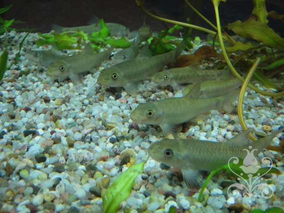 FishSpa Garra Rufa